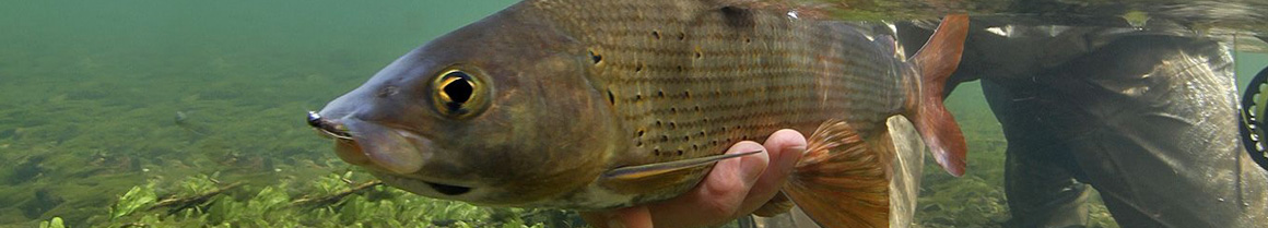 Grayling Fishing Tackle